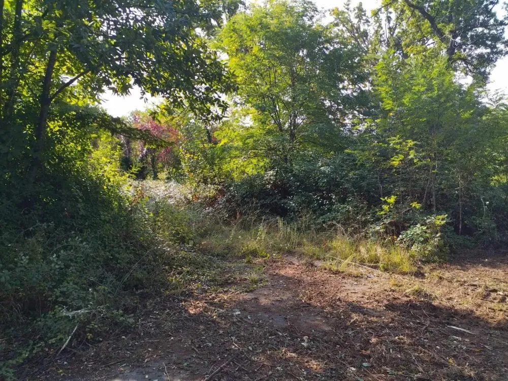 Débroussaillage et nettoyage terrain - avant